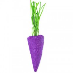 Baby Rainbow Carrot – Purple 